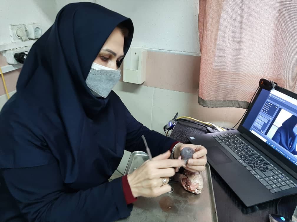 تشریح قلب